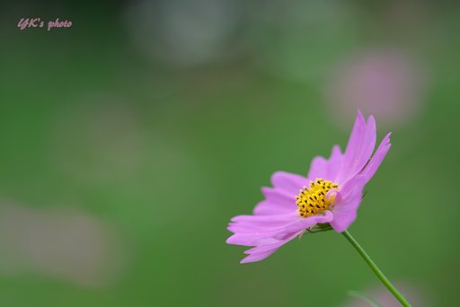 Sonner 135mm F1.8 ZA