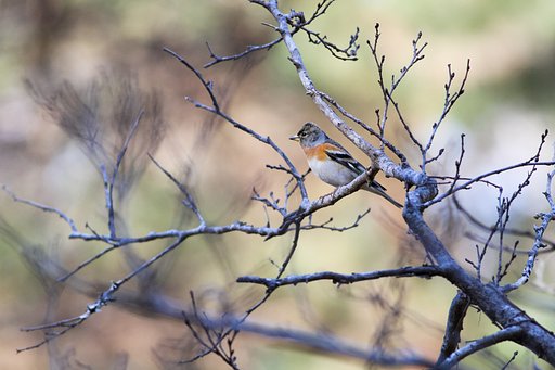 アトリ♀