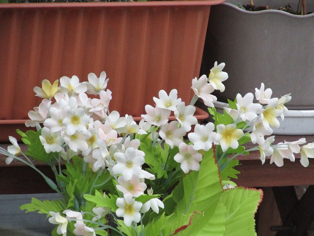 花壇の白い花　？　素敵です