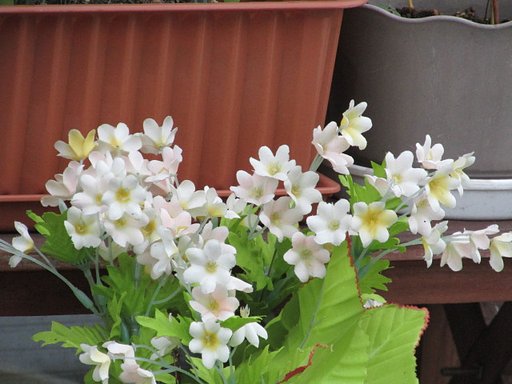 花壇の白い花　？　素敵です
