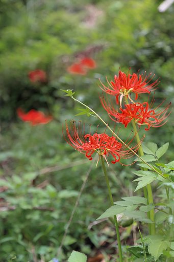 彼岸花今季私的ベスト