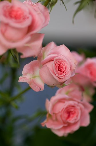 SIGMA MACRO 70mm F2.8
