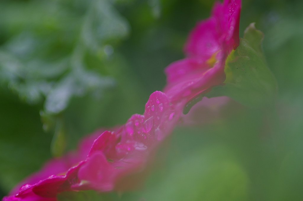 「赤い」花