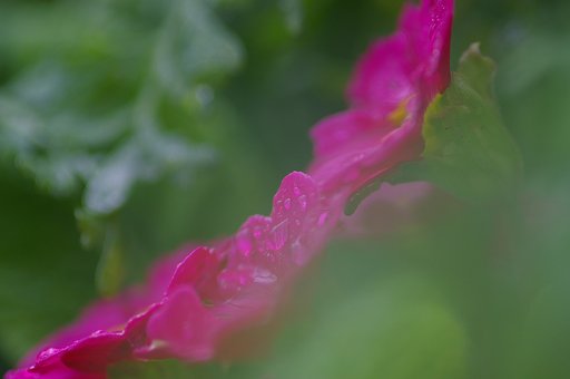 「赤い」花