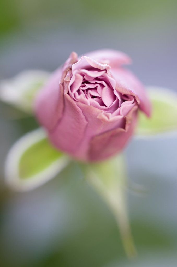 SIGMA MACRO 70mm F2.8