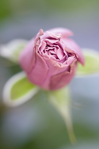 SIGMA MACRO 70mm F2.8