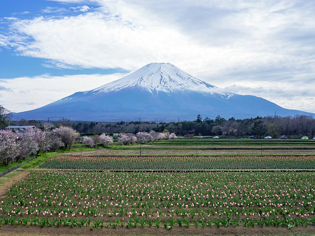 富士山に見とれ・