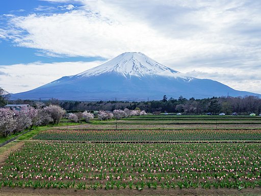 富士山に見とれ・