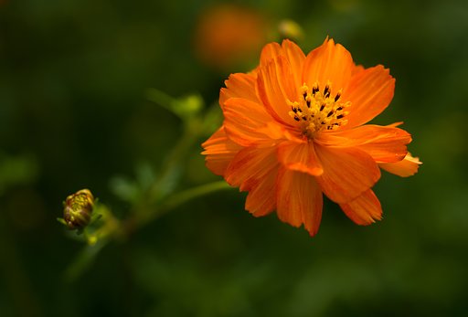SIGMA MACRO 70mm F2.8