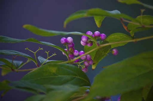 宅のコムラサキ