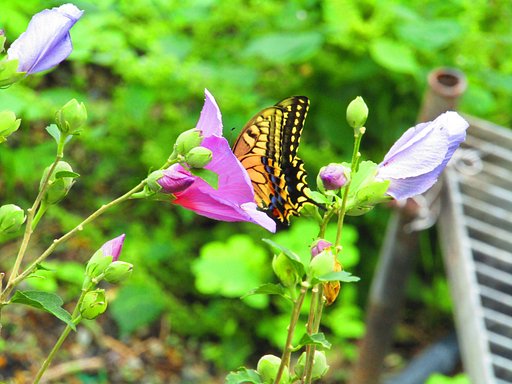 頭隠して尻隠さず　蝶さん貴方のことですよ
