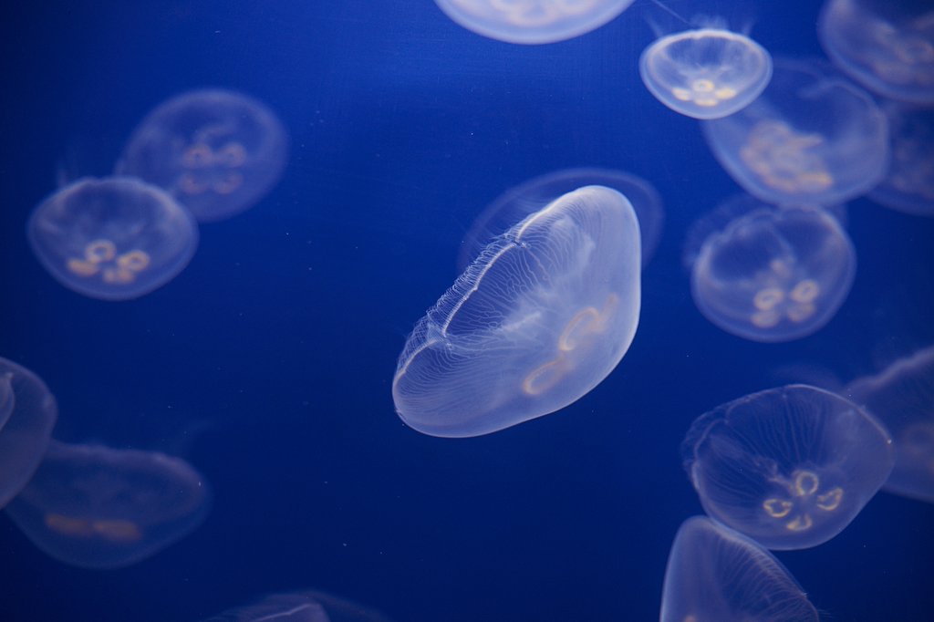 屋島水族館