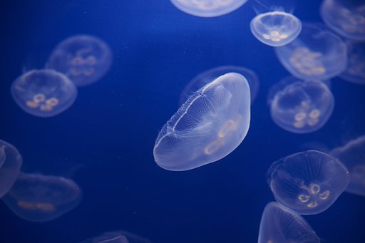 屋島水族館