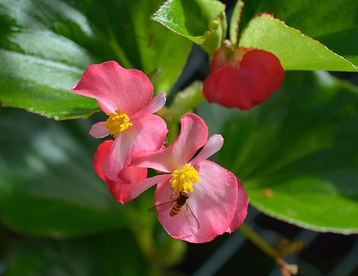 花と蜂