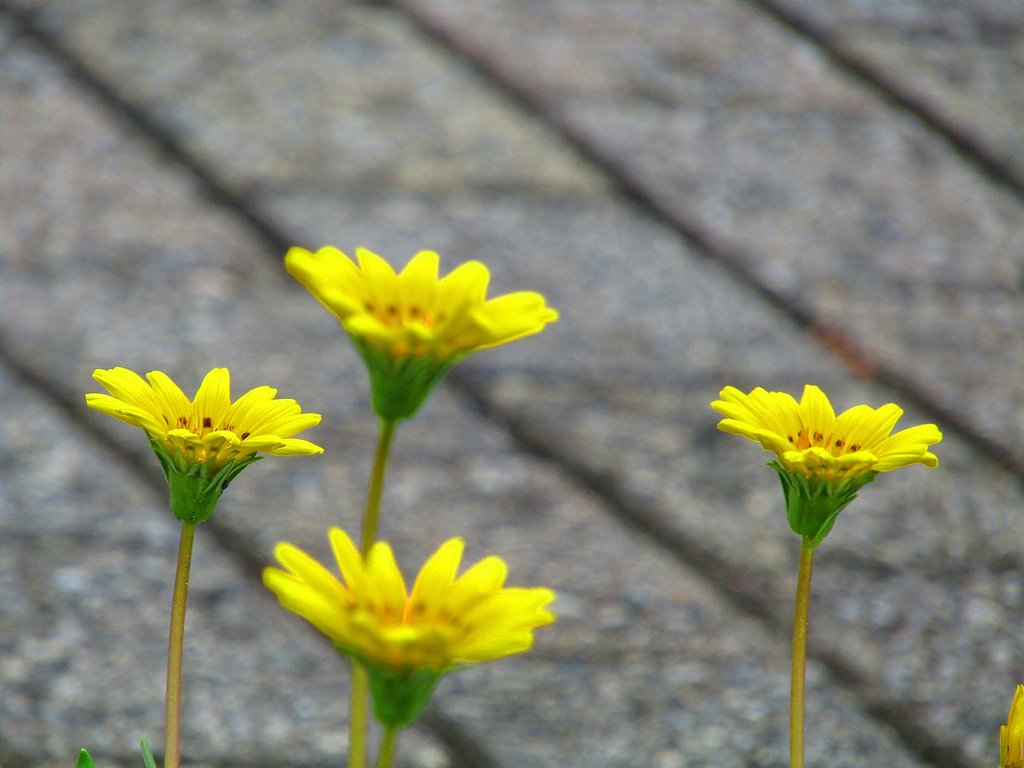 一輪のみにピントを合わせ　他の花は無視しました