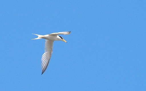 【天】青空とコアジサシ