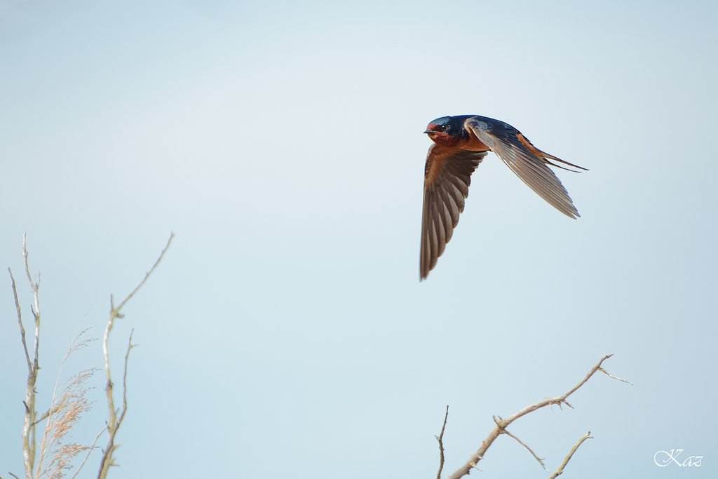 Barn Swallow