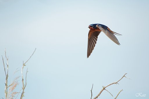 Barn Swallow