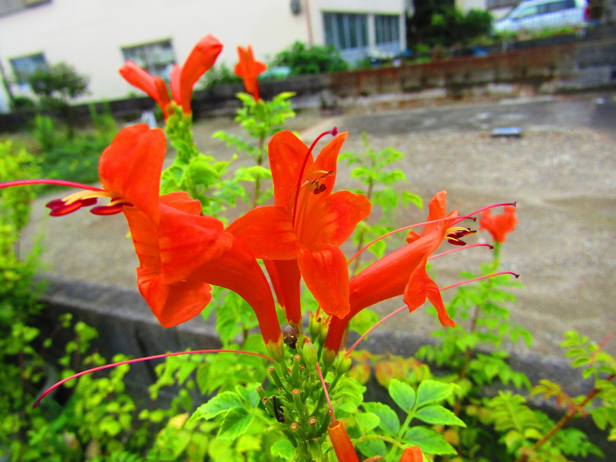 水仙の一種かな　？　赤い花ですからね
