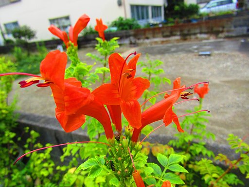 水仙の一種かな　？　赤い花ですからね