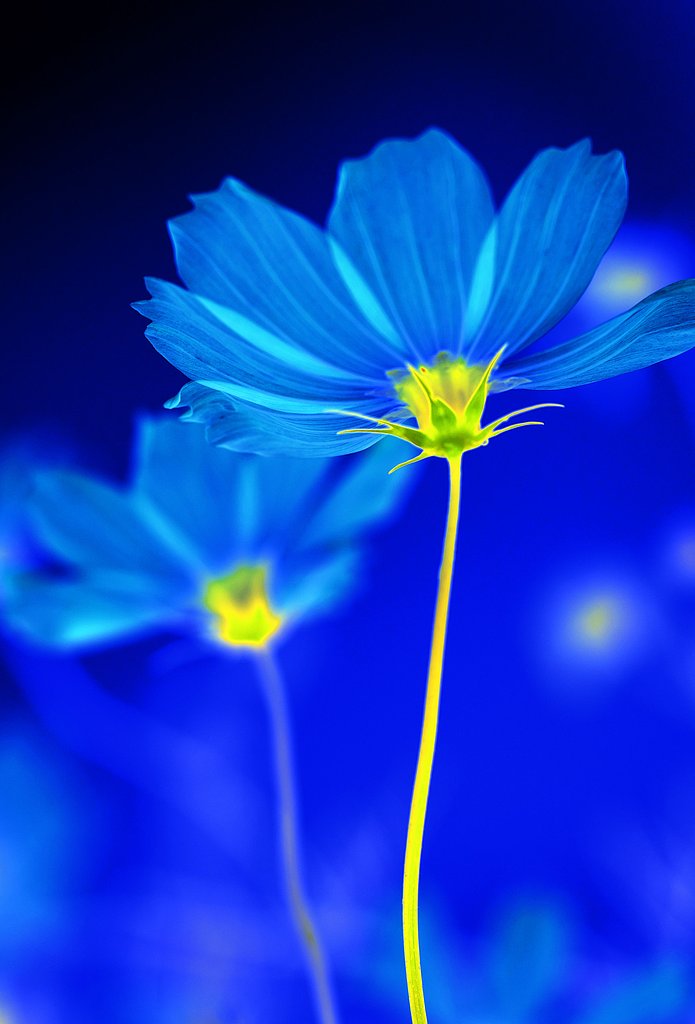 cosmos