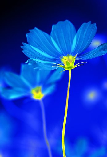 cosmos