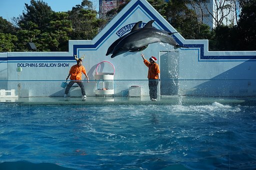 【命】の飛び跳ねる水族館
