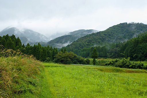 雨降りです。