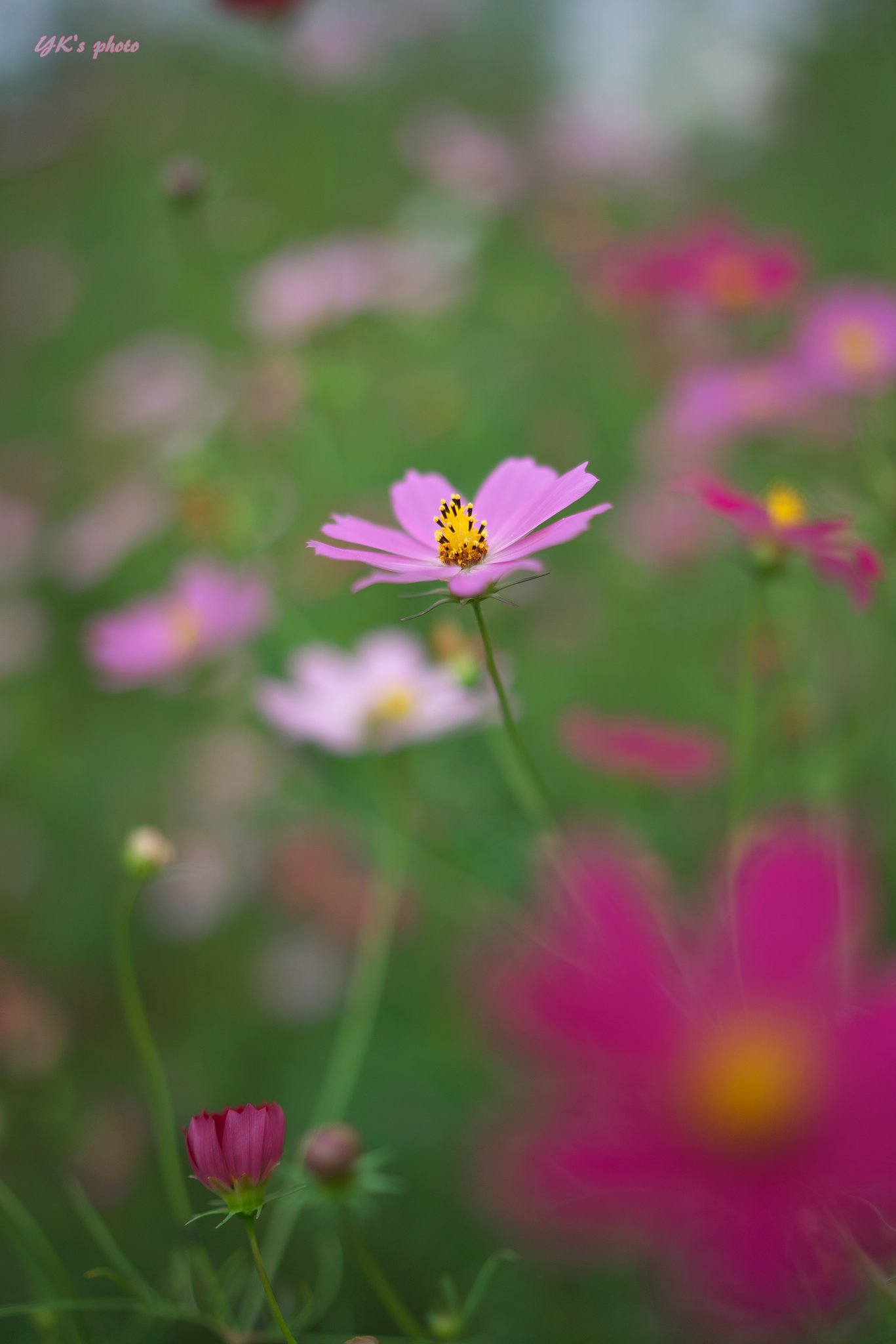 FE Distagon 35mm F1.4 ZA