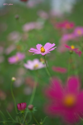 FE Distagon 35mm F1.4 ZA