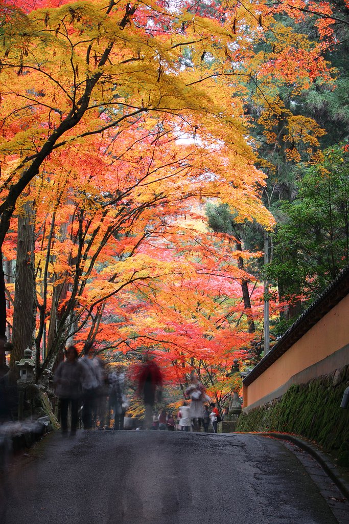 【天】を覆う紅葉