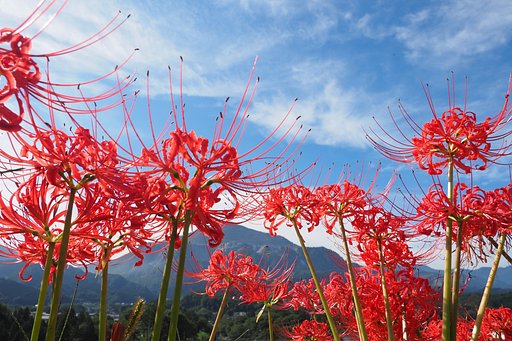 彼岸花と武甲山