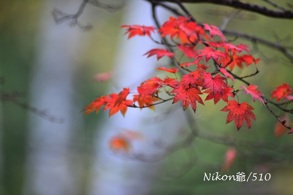 紅葉痛々しく