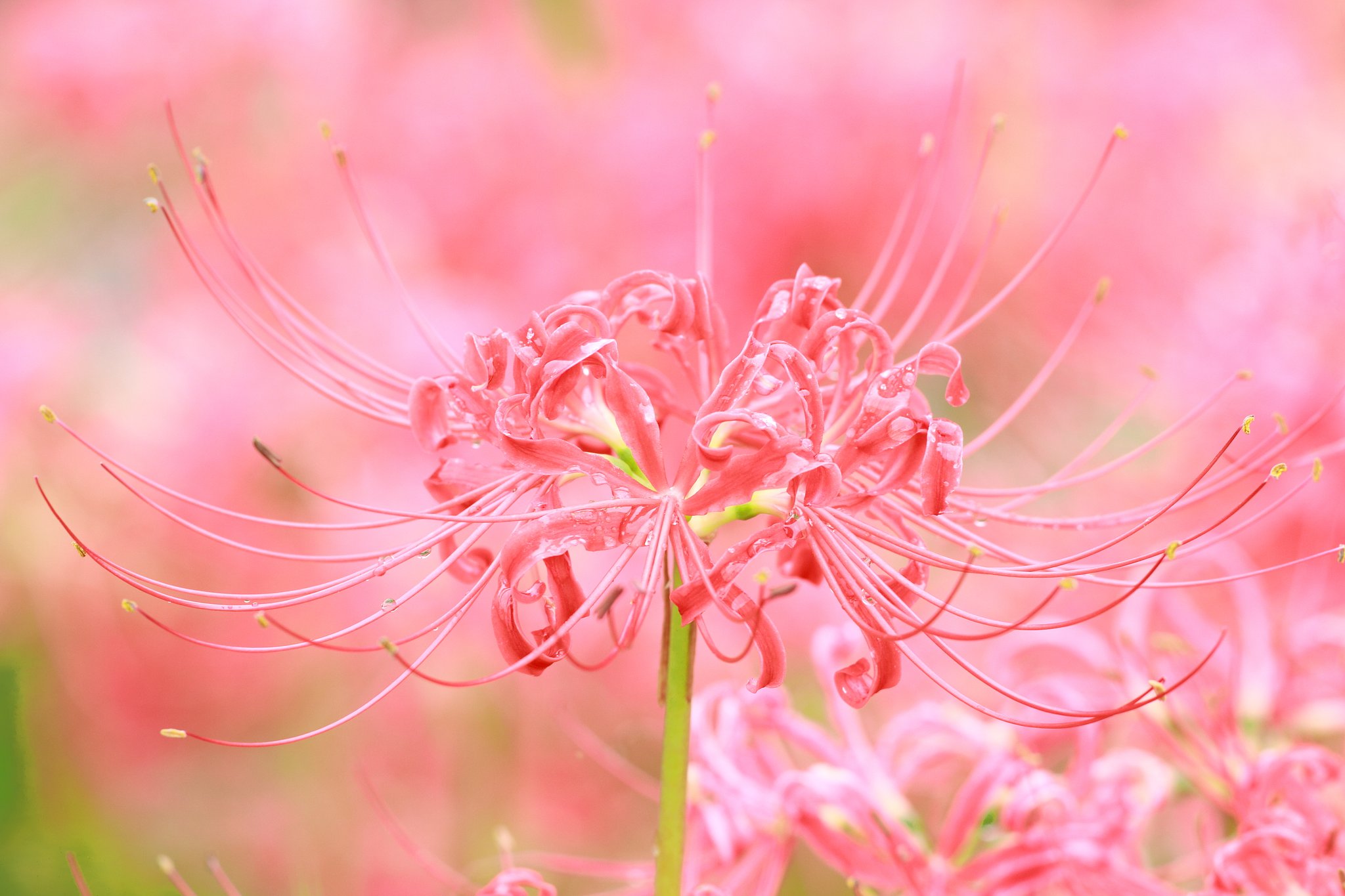 花の【命】は短くて