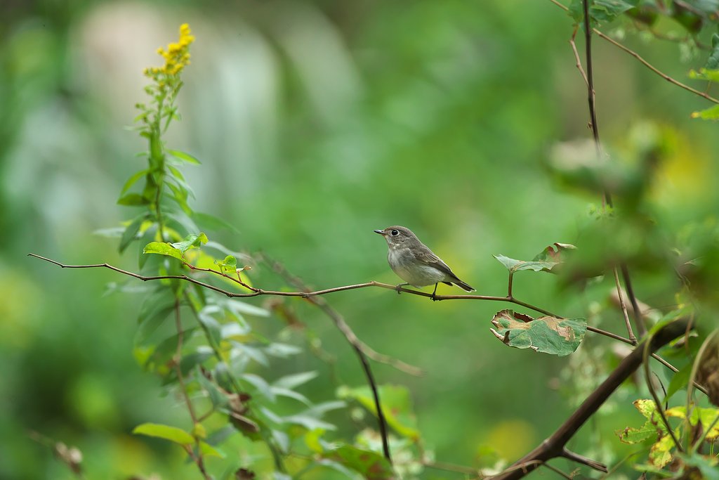 キビタキ♀