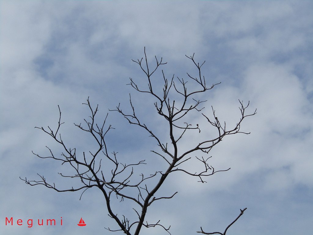 ☀が出てきました　明日５日は台風です