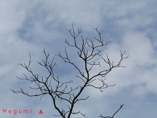 ☀が出てきました　明日５日は台風です