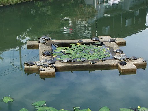 日光浴するカメさん