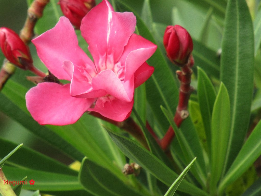 一見薔薇の花　？　いがうかも　🙇