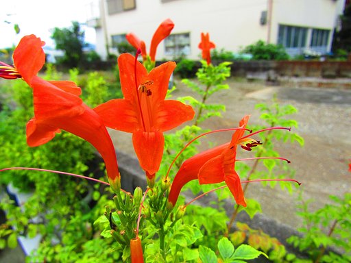 真坂真っ赤な水仙の一種かな　🌼