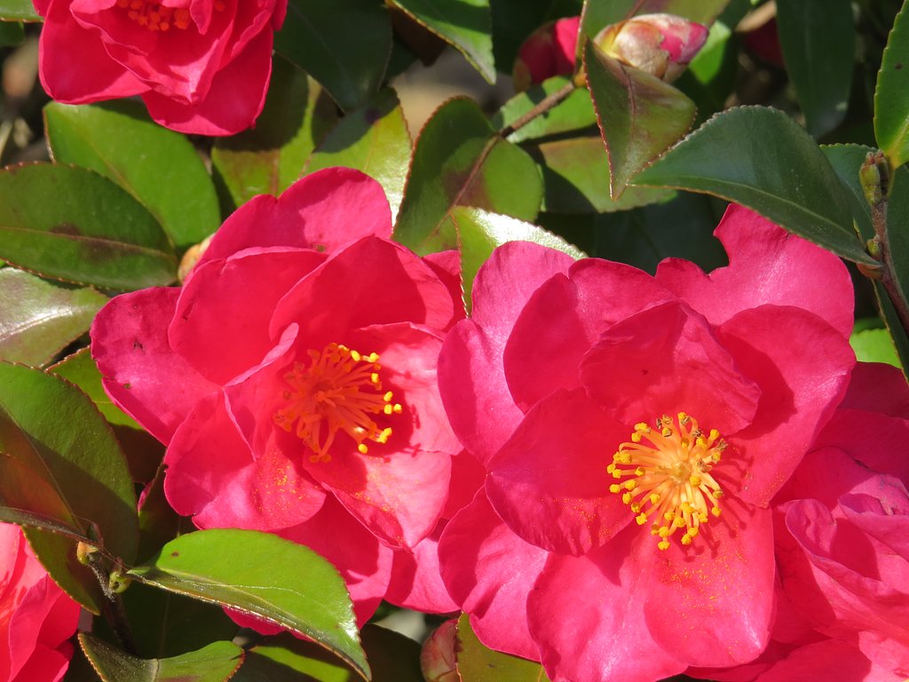 山茶花のUP