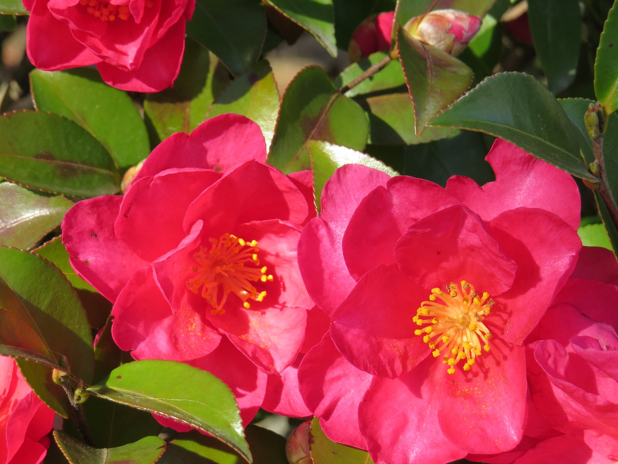 山茶花のUP