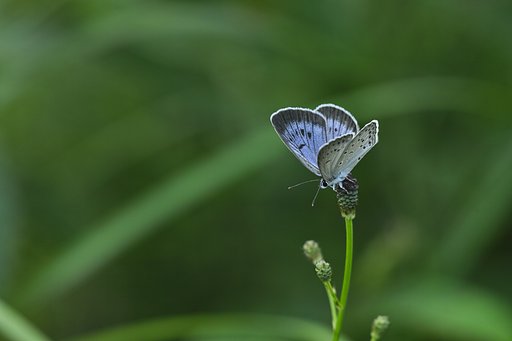 （チョウやの夏の夜の夢）正夢の朝、。