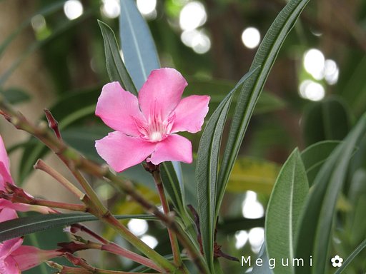 蕾➡満開　綺麗な状態です。🌼