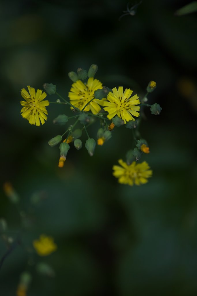 路地の花「オニタビラコ」
