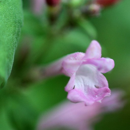 花径２ｍｍ