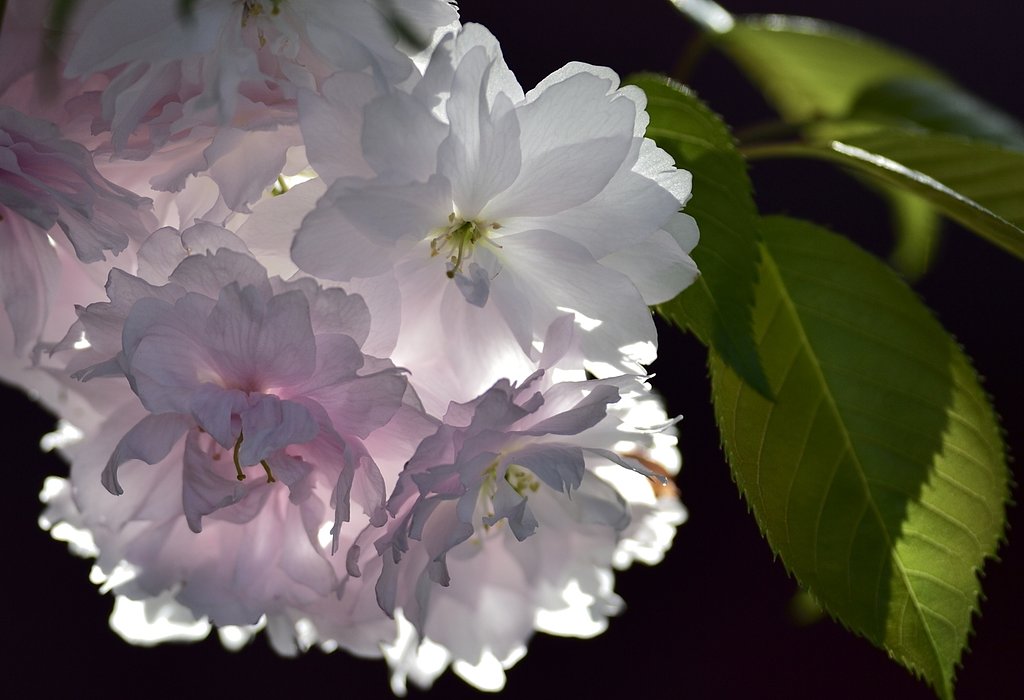 鹽竈桜
