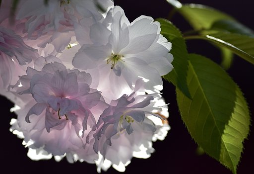 鹽竈桜