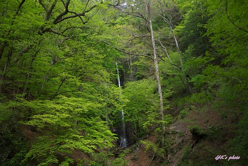 新緑と滝