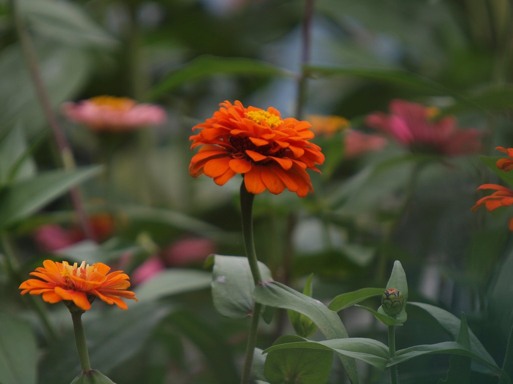 Sigma 50-500㎜F4‐6.3